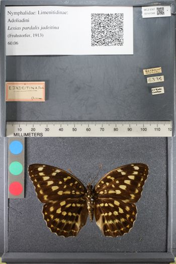 Media type: image;   Entomology 141349